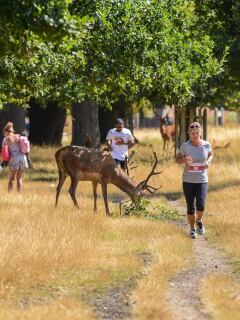 Richmond Park April 5k,10k and Half Marathon